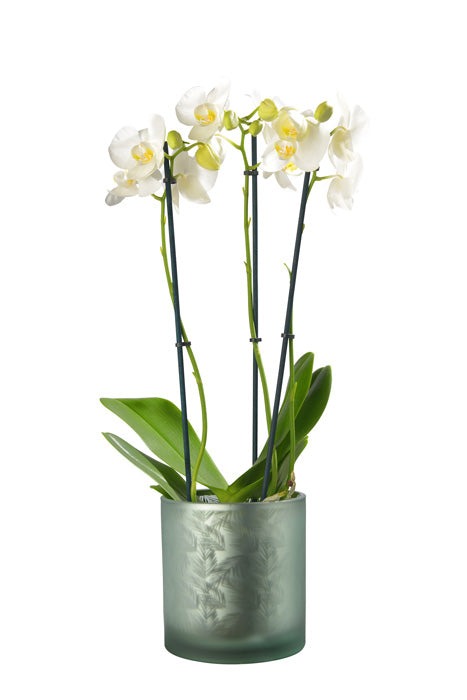 Vase Übertopf aus Glas grün silber mit Blattmuster 24,5cm