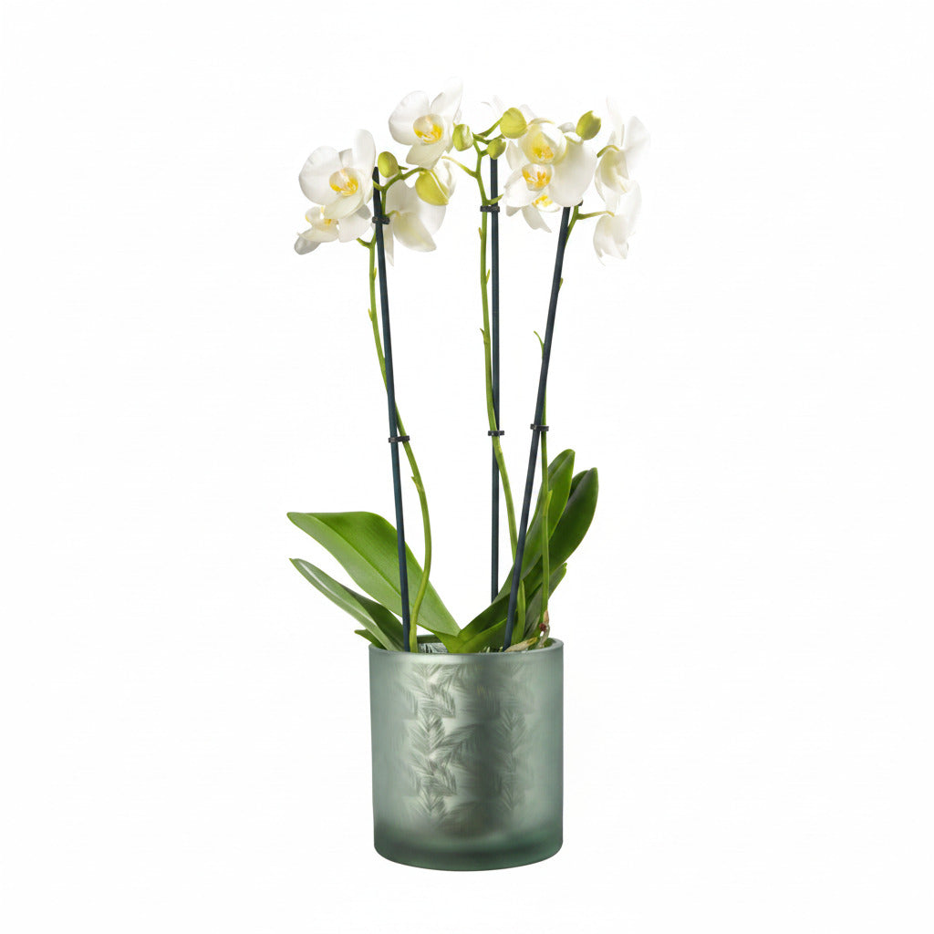 Vase Übertopf aus Glas grün silber mit Blattmuster 20cm
