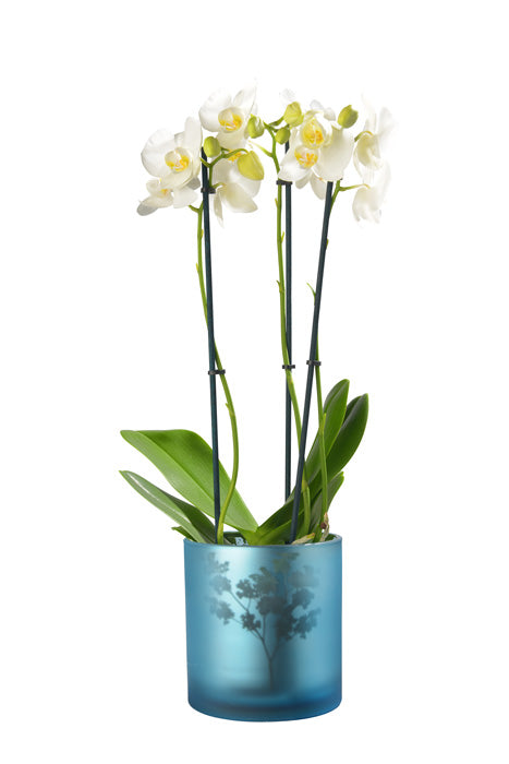 Vase Übertopf aus Glas blau silber mit Blumen 24,5cm