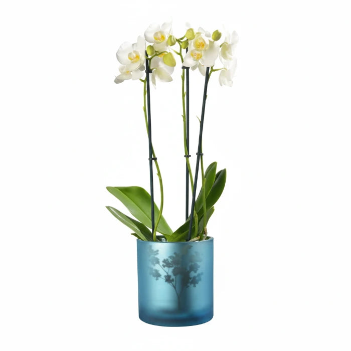 Windlicht Vase aus Glas blau silber mit Blumen 10cm