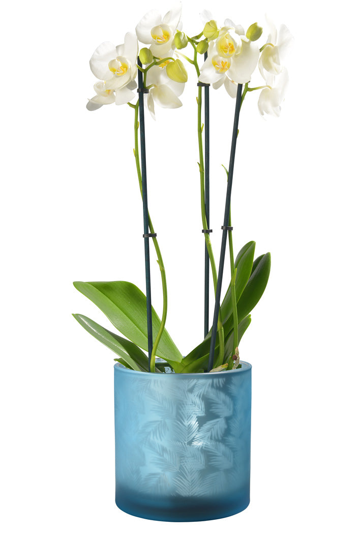 Windlicht Vase aus Glas blau silber mit Blattmuster 15cm