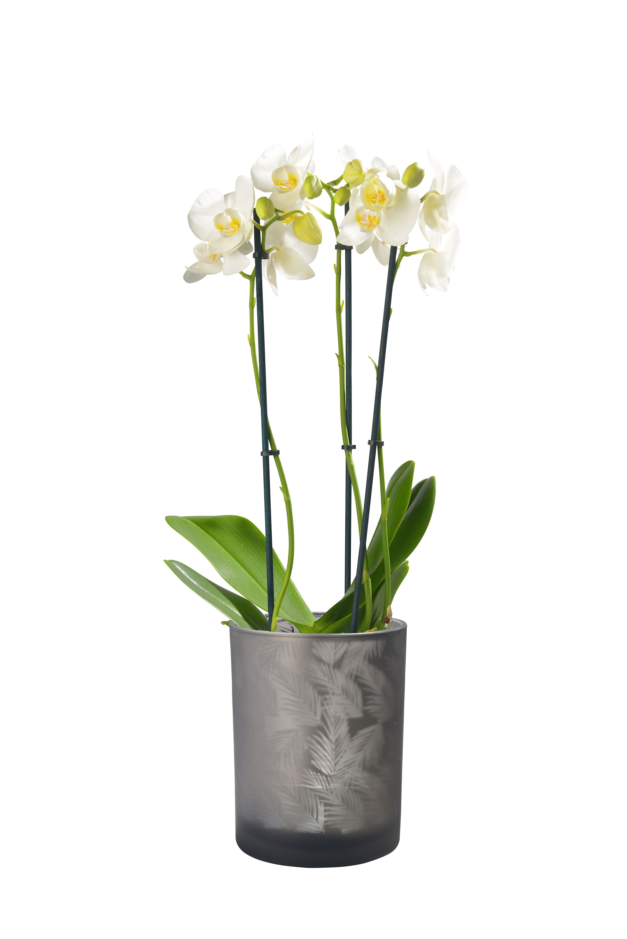 Windlicht Vase Glas Grau-Silber 10cm – Innen silberbedampft mit Farnmuster – Boho-Teelichthalter, Kerzenglas & Übertopf für Pflanzen oder Orchideen Windlicht Vase Glas Grau-Silber 10cm – Innen silberbedampft mit Farnmuster – Boho-Teelichthalter, Kerzenglas & Übertopf für Pflanzen oder Orchideen
