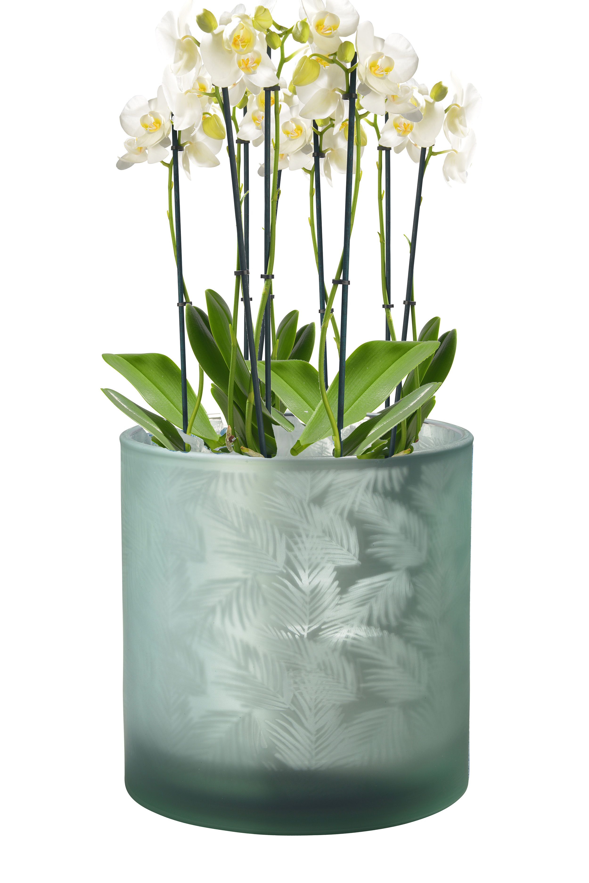 Windlicht Vase Glas Grün-Silber 20 cm – Innen silberbedampft mit Farnmuster – Boho-Teelichthalter, Kerzenglas & Übertopf für Pflanzen oder Orchideen Windlicht Vase Glas Grün-Silber 20 cm – Innen silberbedampft mit Farnmuster – Boho-Teelichthalter, Kerzenglas & Übertopf für Pflanzen oder Orchideen